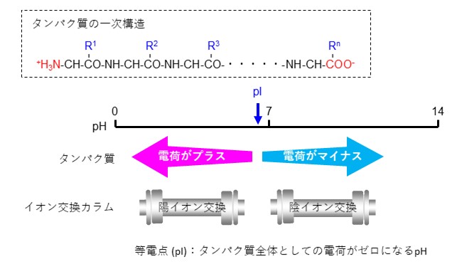 （図19）溶離液のpHによるタンパク質の電荷とイオン交換カラムの関係