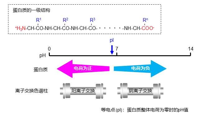（图19）流动相的pH值和蛋白质的电荷及离子交换色谱柱的关系