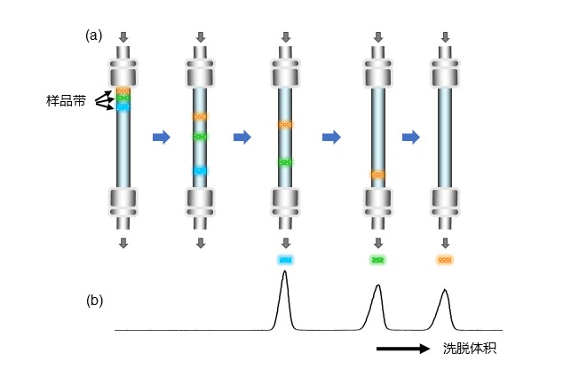 （图7）色谱柱中分析物的移动