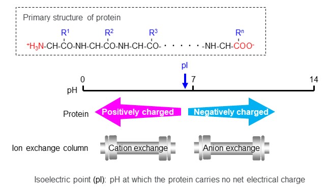 Figure 19 Effects of eluent pH on the protein electronic charge and its relationship with ion exchange column