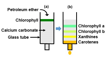 Figure 1 The first chromatography